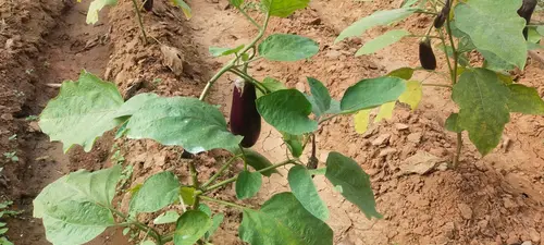 eggplants